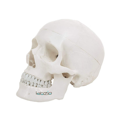 Life Size Human Skull, Anatomical Skull, Classic Skull, with Removable Calvarium and Articulating Jaw, 3 Parts