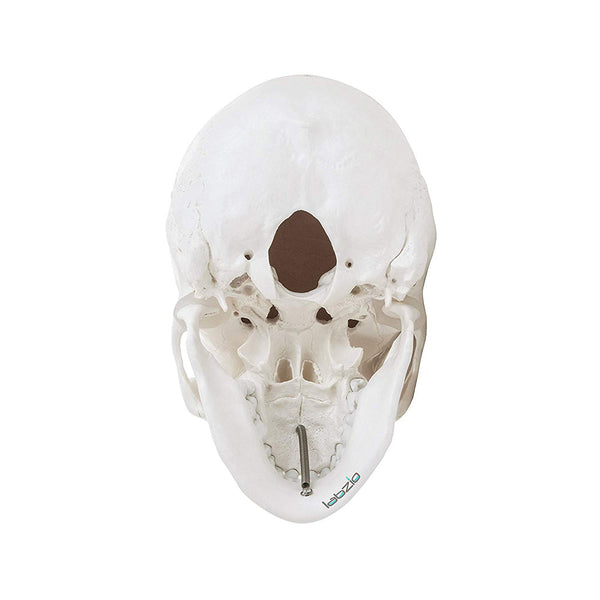 Life Size Human Skull, Anatomical Skull, Classic Skull, with Removable Calvarium and Articulating Jaw, 3 Parts