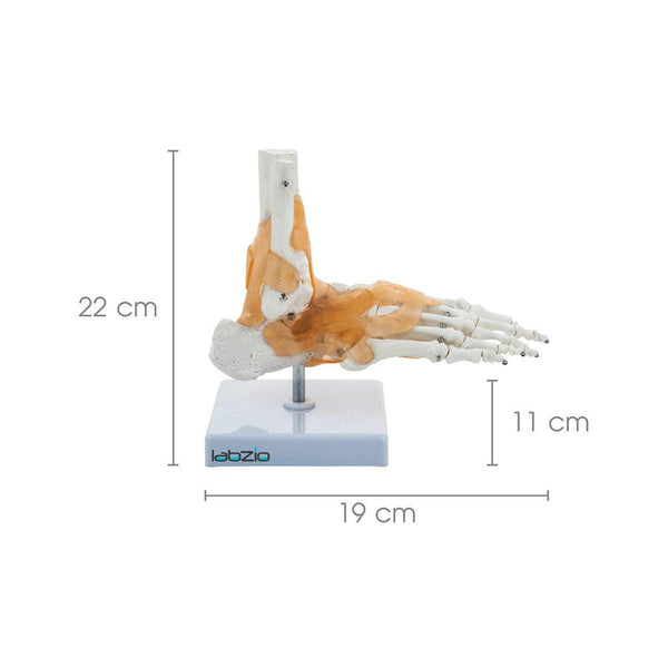 Ankle Skeletal Model with Flexible Ligaments for Movement of the Ankle Joint, Right Foot Model