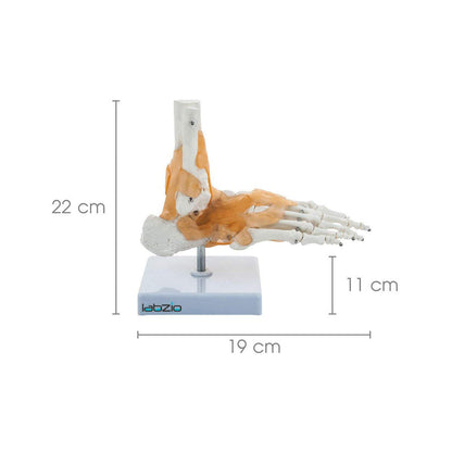 Ankle Skeletal Model with Flexible Ligaments for Movement of the Ankle Joint, Right Foot Model