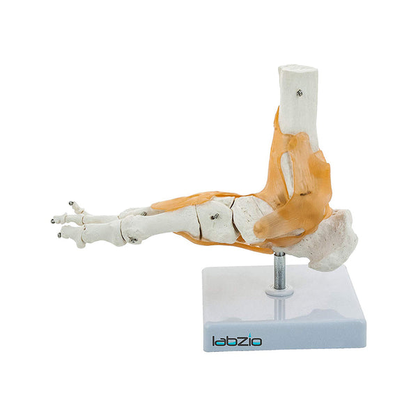 Ankle Skeletal Model with Flexible Ligaments for Movement of the Ankle Joint, Right Foot Model