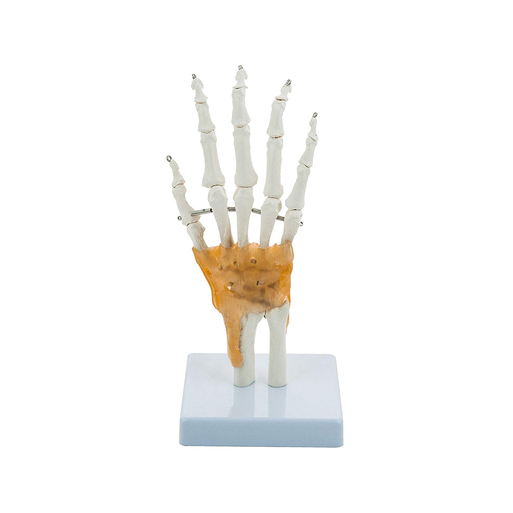 Hand and Wrist Skeleton Model, With Flexible Ligaments to Show Movement, Life Size, Medical Anatomical Model