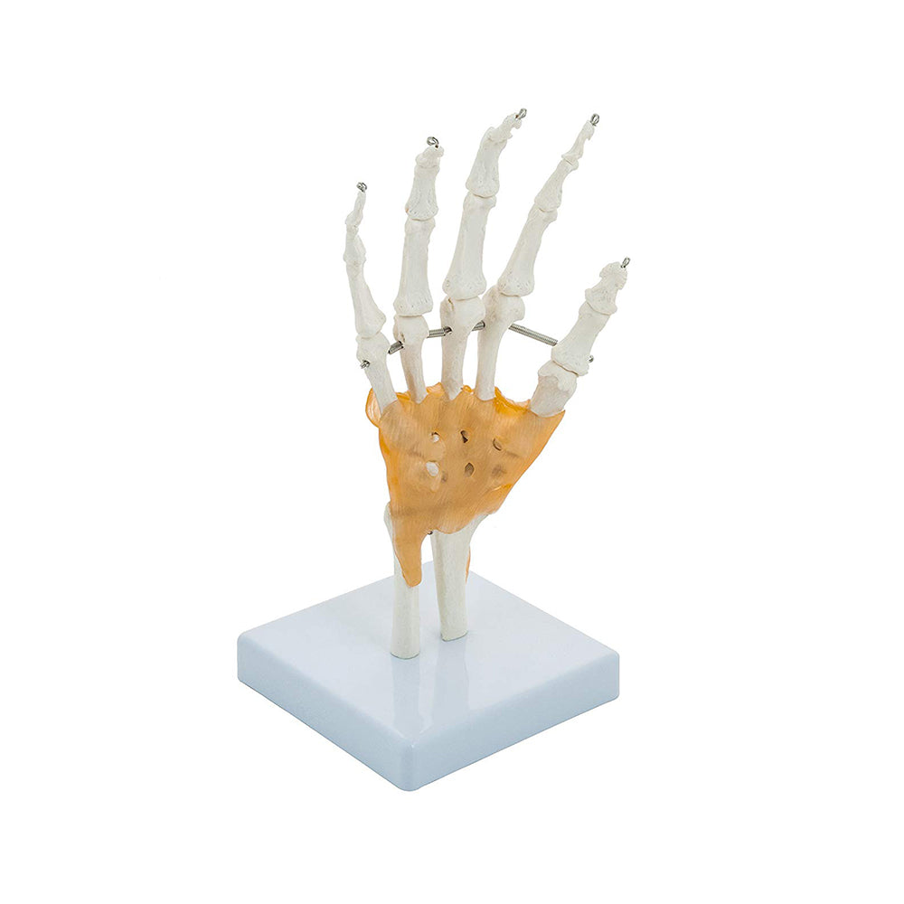 Hand and Wrist Skeleton Model, With Flexible Ligaments to Show Movement, Life Size, Medical Anatomical Model