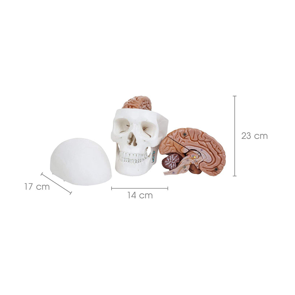 Premium 3 Part Human Skull Model with Movable Jaw and 8 Parts Dissectible Brain, Anatomical Medical Model, Comes with a Detailed Study Guide