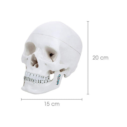 Life Size Human Skull with Open Lower Jaw and Extractable Teeth, Anatomical Skull, with Removable Calvarium and Articulating Jaw, 4 Parts