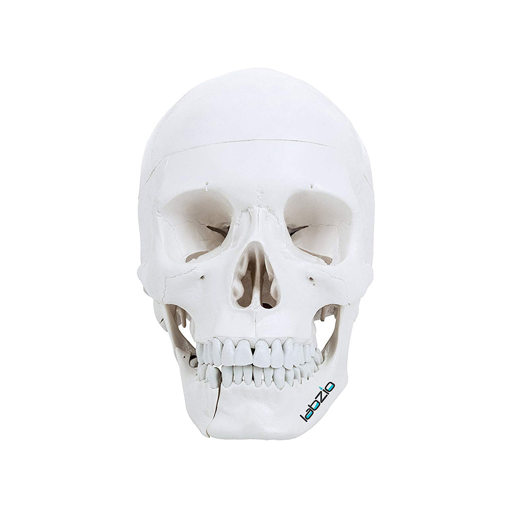 Life Size Human Skull with Open Lower Jaw and Extractable Teeth, Anatomical Skull, with Removable Calvarium and Articulating Jaw, 4 Parts