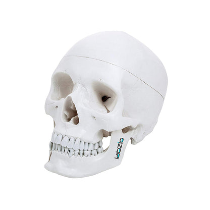 Life Size Human Skull with Open Lower Jaw and Extractable Teeth, Anatomical Skull, with Removable Calvarium and Articulating Jaw, 4 Parts