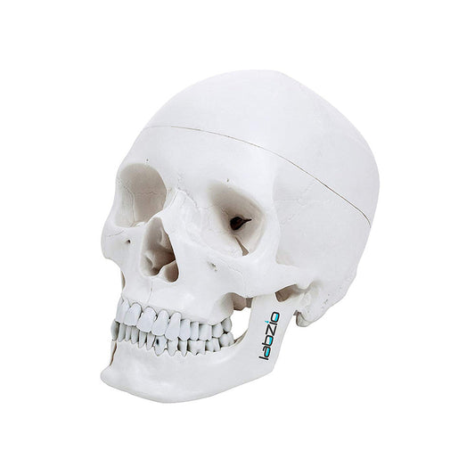 LABZIO Life-Size 4-Part Human Skull Model — Anatomical Skull with Removable Teeth, Calvarium & Articulating Jaw | Skull for Anatomy, Dental Students, Medical Training & Halloween Decor