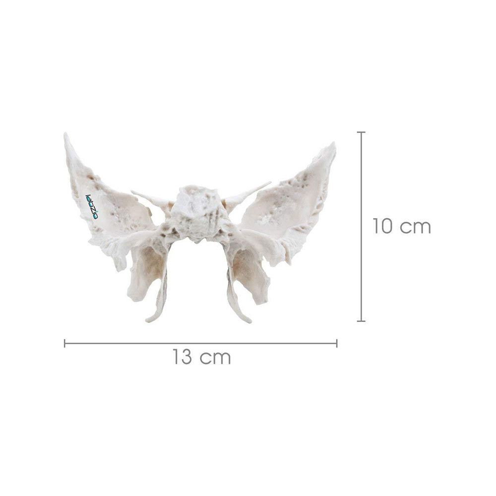 Sphenoid Bone, Anatomically Correct, Cast From Original Human Skull, Extremely Detailed, Anatomical Model