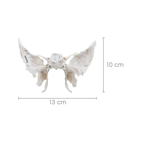 Sphenoid Bone, Anatomically Correct, Cast From Original Human Skull, Extremely Detailed, Anatomical Model