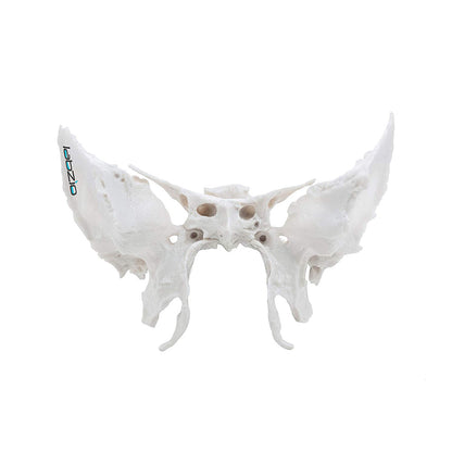 Sphenoid Bone, Anatomically Correct, Cast From Original Human Skull, Extremely Detailed, Anatomical Model