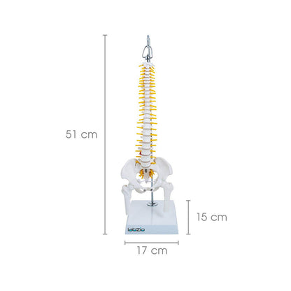 Miniature Flexible Spinal Vertebral Column with Spinal Nerves and Femur Heads, Medical Anatomical Model, 45 cm