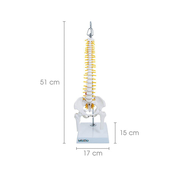 Miniature Flexible Spinal Vertebral Column with Spinal Nerves and Femur Heads, Medical Anatomical Model, 45 cm