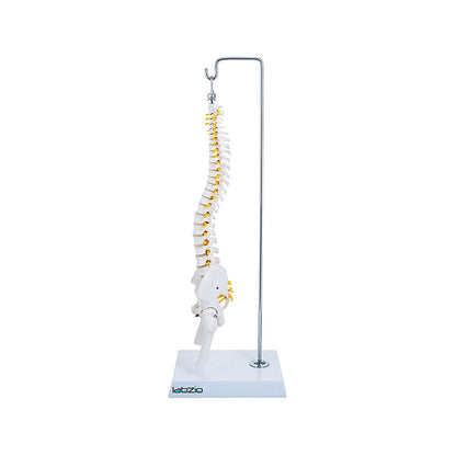 Miniature Flexible Spinal Vertebral Column with Spinal Nerves and Femur Heads, Medical Anatomical Model, 45 cm