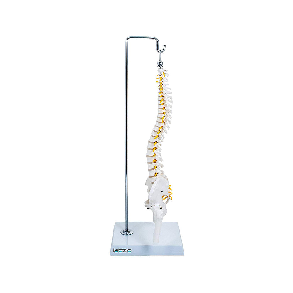 Miniature Flexible Spinal Vertebral Column with Spinal Nerves and Femur Heads, Medical Anatomical Model, 45 cm