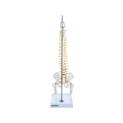 Miniature Flexible Spinal Vertebral Column with Spinal Nerves and Femur Heads, Medical Anatomical Model, 45 cm