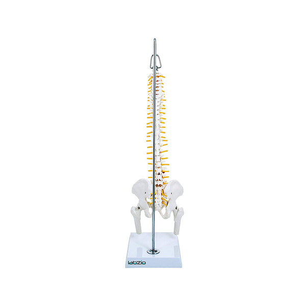 Miniature Flexible Spinal Vertebral Column with Spinal Nerves and Femur Heads, Medical Anatomical Model, 45 cm