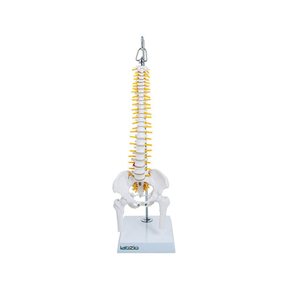 Miniature Flexible Spinal Vertebral Column with Spinal Nerves and Femur Heads, Medical Anatomical Model, 45 cm