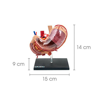 Deluxe 4D Human Stomach Model, with 10 Removable Parts, High Quality Medical Anatomical Model, A Fun Model To Teach Kids and Learning