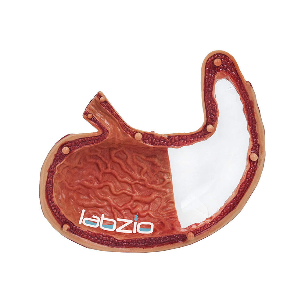 Deluxe 4D Human Stomach Model, with 10 Removable Parts, High Quality Medical Anatomical Model, A Fun Model To Teach Kids and Learning