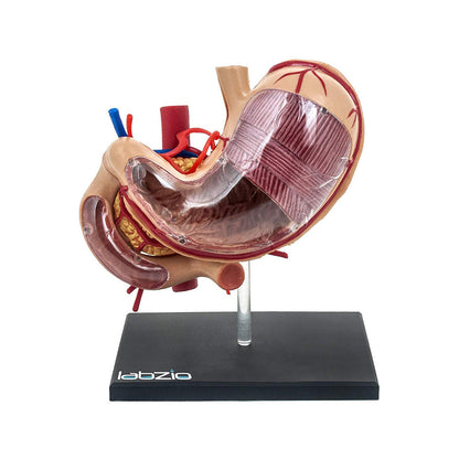 Deluxe 4D Human Stomach Model, with 10 Removable Parts, High Quality Medical Anatomical Model, A Fun Model To Teach Kids and Learning