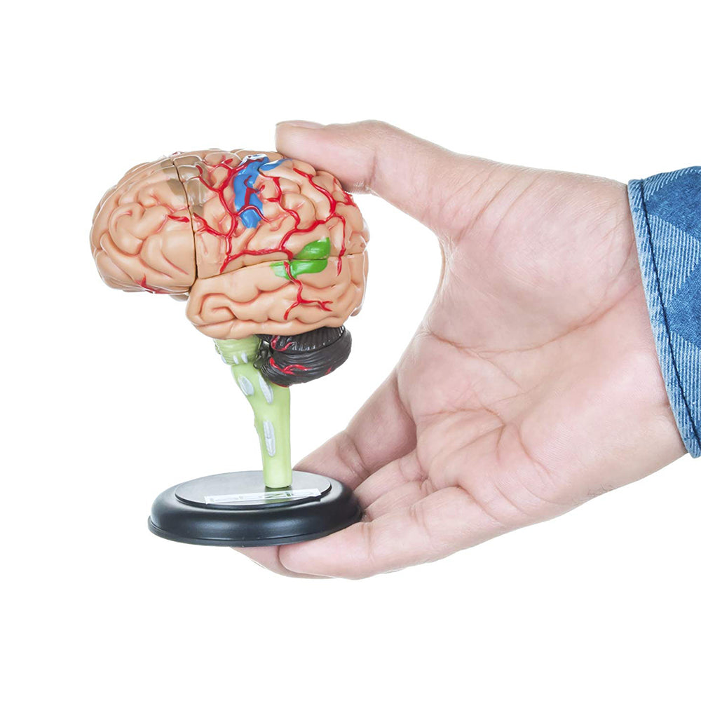 4D Human Brain Model, Mini (10 cm Tall), Dissects Into 17 Parts, A Perfect Learning For Anatomy of Brain, A Fun Learning Model For Kids and Students