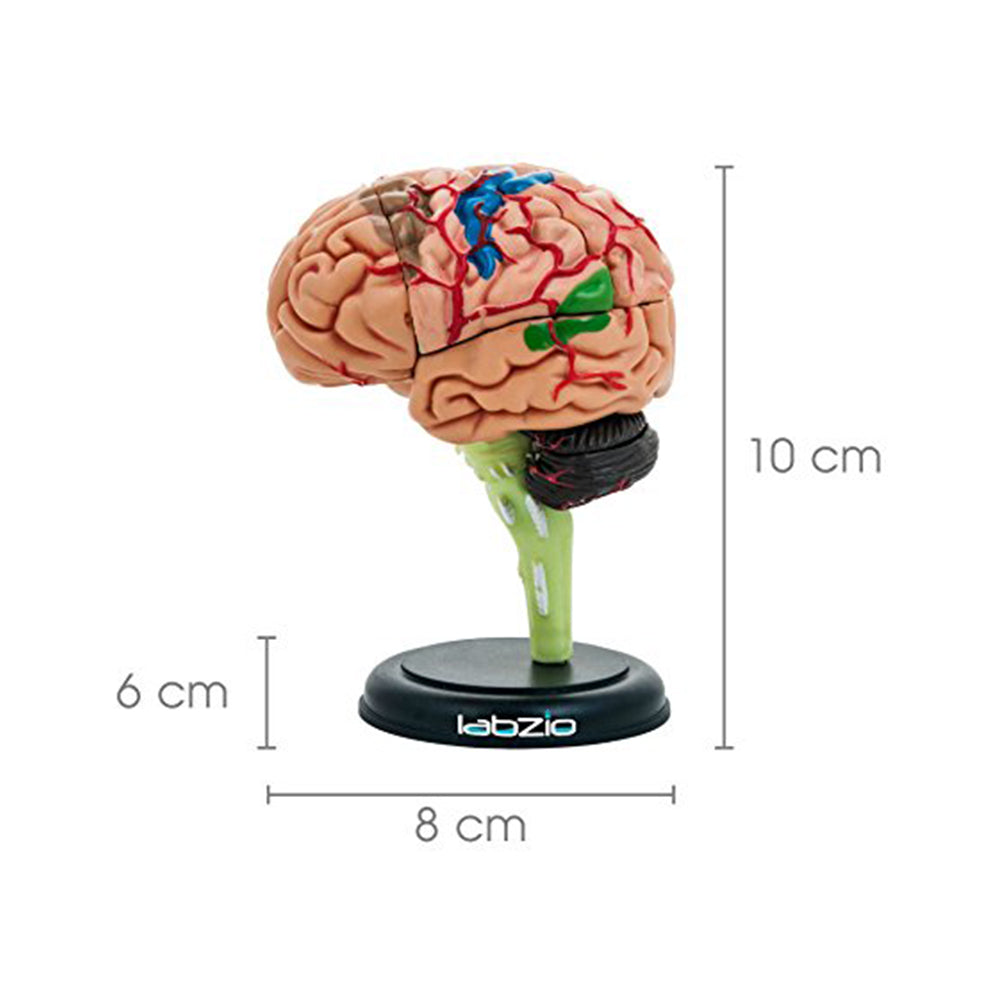 4D Human Brain Model, Mini (10 cm Tall), Dissects Into 17 Parts, A Perfect Learning For Anatomy of Brain, A Fun Learning Model For Kids and Students