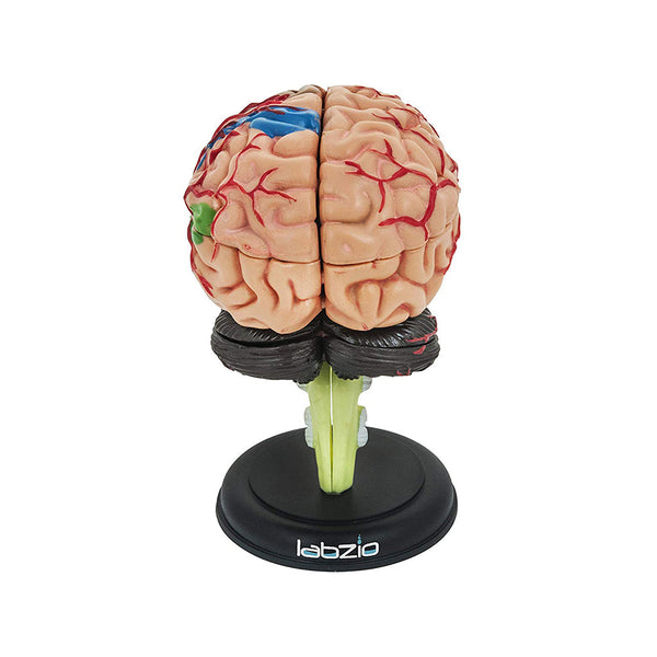 4D Human Brain Model, Mini (10 cm Tall), Dissects Into 17 Parts, A Perfect Learning For Anatomy of Brain, A Fun Learning Model For Kids and Students