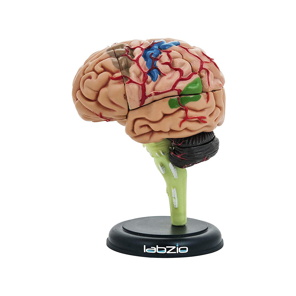 4D Human Brain Model, Mini (10 cm Tall), Dissects Into 17 Parts, A Perfect Learning For Anatomy of Brain, A Fun Learning Model For Kids and Students