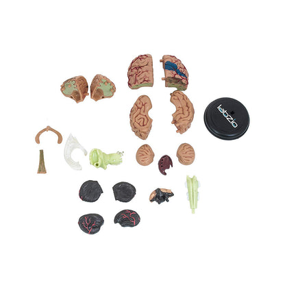 4D Human Brain Model, Mini (10 cm Tall), Dissects Into 17 Parts, A Perfect Learning For Anatomy of Brain, A Fun Learning Model For Kids and Students