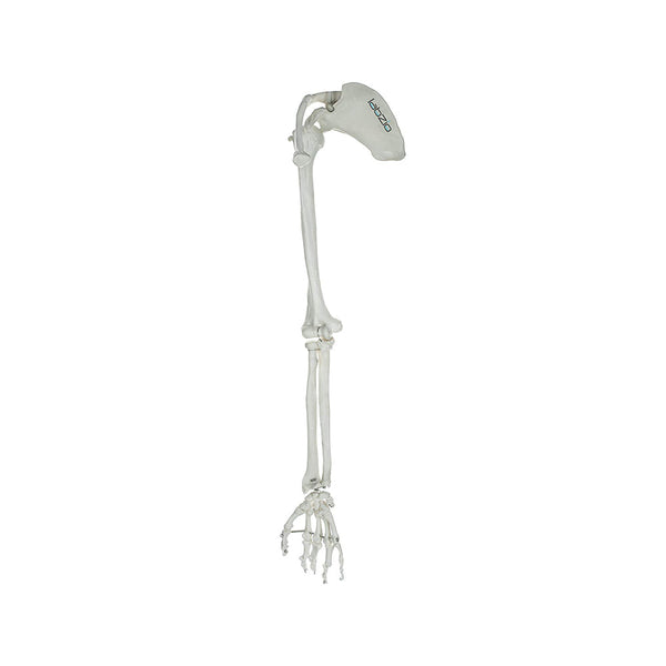 Premium Upper Limb (Arm) Skeleton Model Showing Scapula Clavicle Humerus Radius Ulna Hand Skeleton With Articulating Joints Orthopaedic Studying Teaching Model