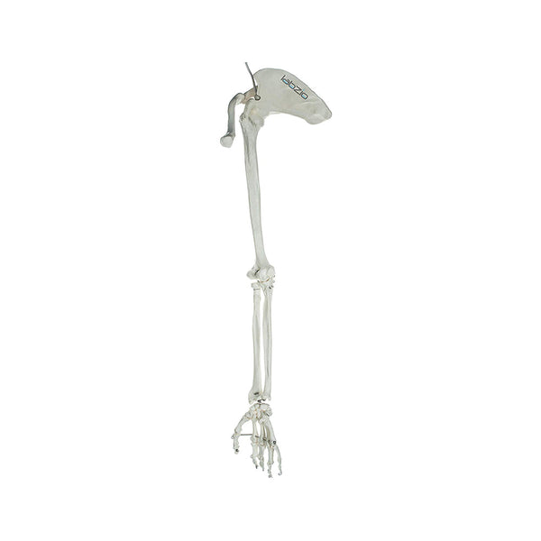 Premium Upper Limb (Arm) Skeleton Model Showing Scapula Clavicle Humerus Radius Ulna Hand Skeleton With Articulating Joints Orthopaedic Studying Teaching Model