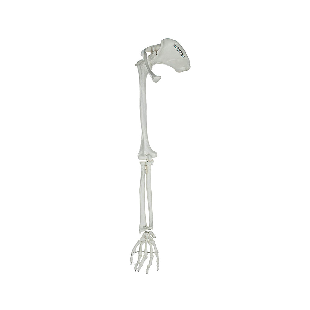 Premium Upper Limb (Arm) Skeleton Model Showing Scapula Clavicle Humerus Radius Ulna Hand Skeleton With Articulating Joints Orthopaedic Studying Teaching Model