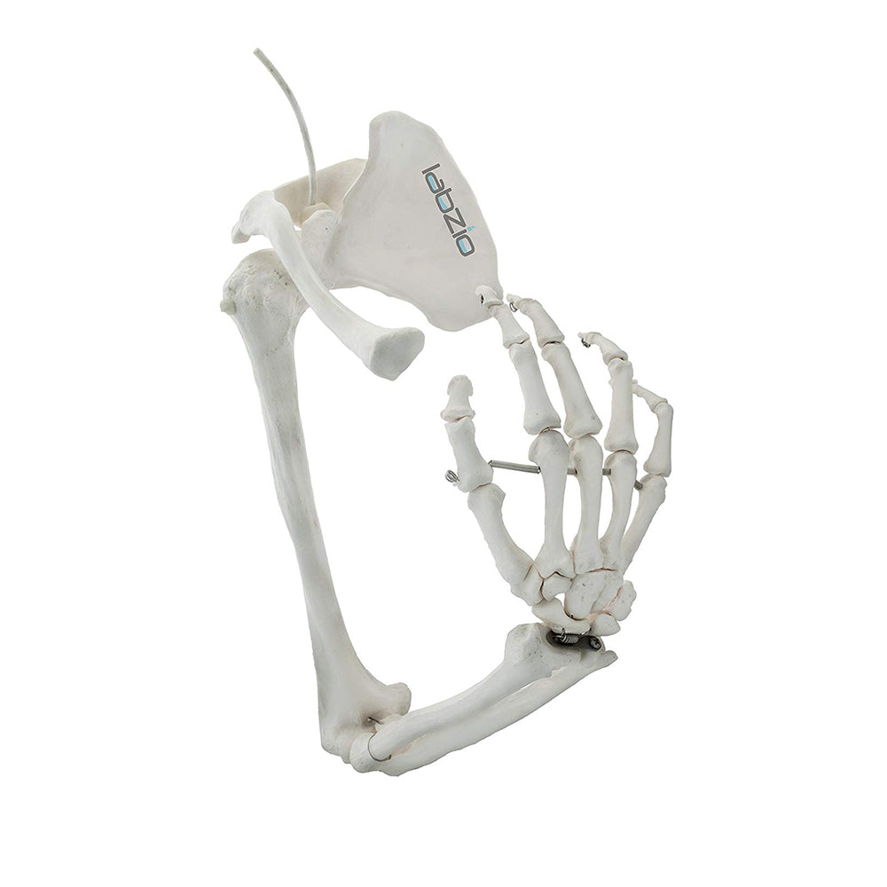 Premium Upper Limb (Arm) Skeleton Model Showing Scapula Clavicle Humerus Radius Ulna Hand Skeleton With Articulating Joints Orthopaedic Studying Teaching Model