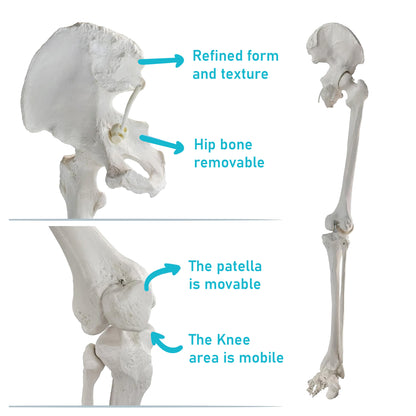 LABZIO Premium Lower Limb Skeleton Model | Anatomical Leg Model with Hip Bone, Patella, Hallux, Tibia & Fibula | Articulating Joints for Medical Study, Teaching & Orthopedic Education