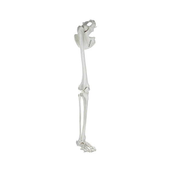 Premium Lower Limb (Leg) Skeleton Model, Showing Hip Bone, Patella, Hallux, Tibia and Fubula, With Articulating Joints, Orthopaedic, Studying, Teaching Model