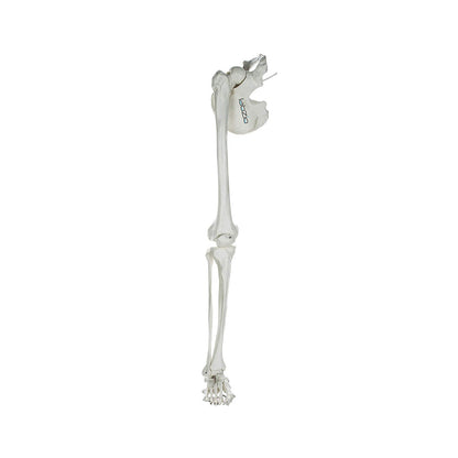 Premium Lower Limb (Leg) Skeleton Model, Showing Hip Bone, Patella, Hallux, Tibia and Fubula, With Articulating Joints, Orthopaedic, Studying, Teaching Model