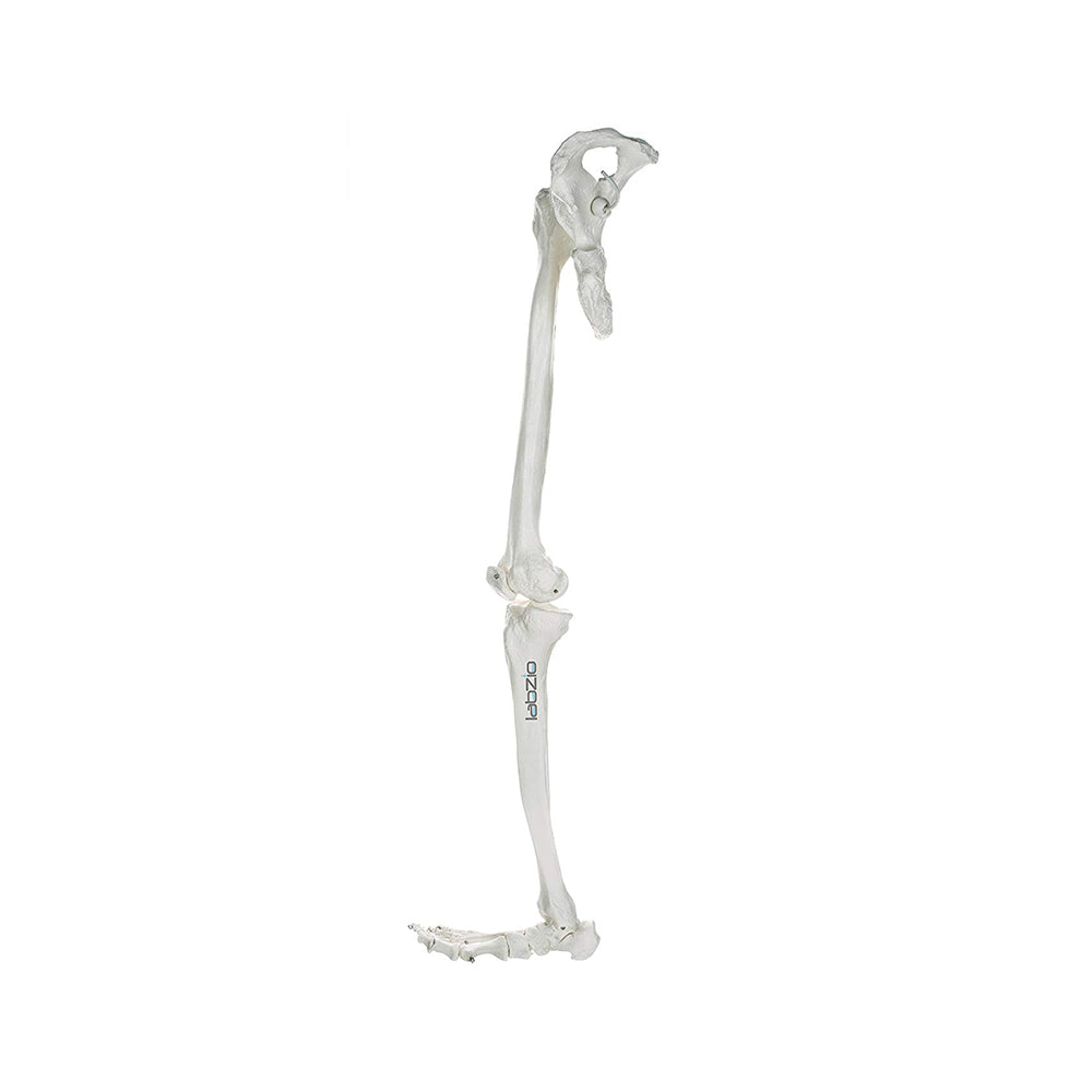 Premium Lower Limb (Leg) Skeleton Model, Showing Hip Bone, Patella, Hallux, Tibia and Fubula, With Articulating Joints, Orthopaedic, Studying, Teaching Model