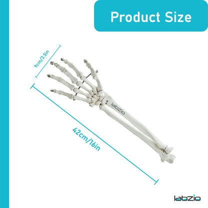 Labzio Forearm Skeleton Model | Premium Anatomical Model with Hand & Articulating Wrist Joint | Realistic Human Arm Bones for Medical Students, Physiotherapy & Educational Use