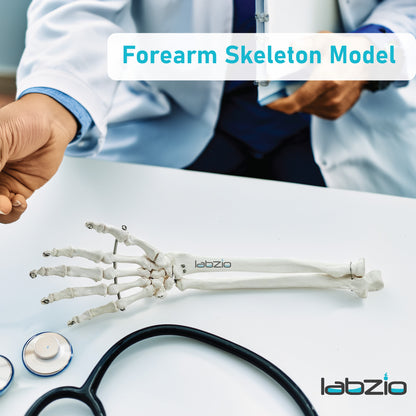 Labzio Forearm Skeleton Model | Premium Anatomical Model with Hand & Articulating Wrist Joint | Realistic Human Arm Bones for Medical Students, Physiotherapy & Educational Use