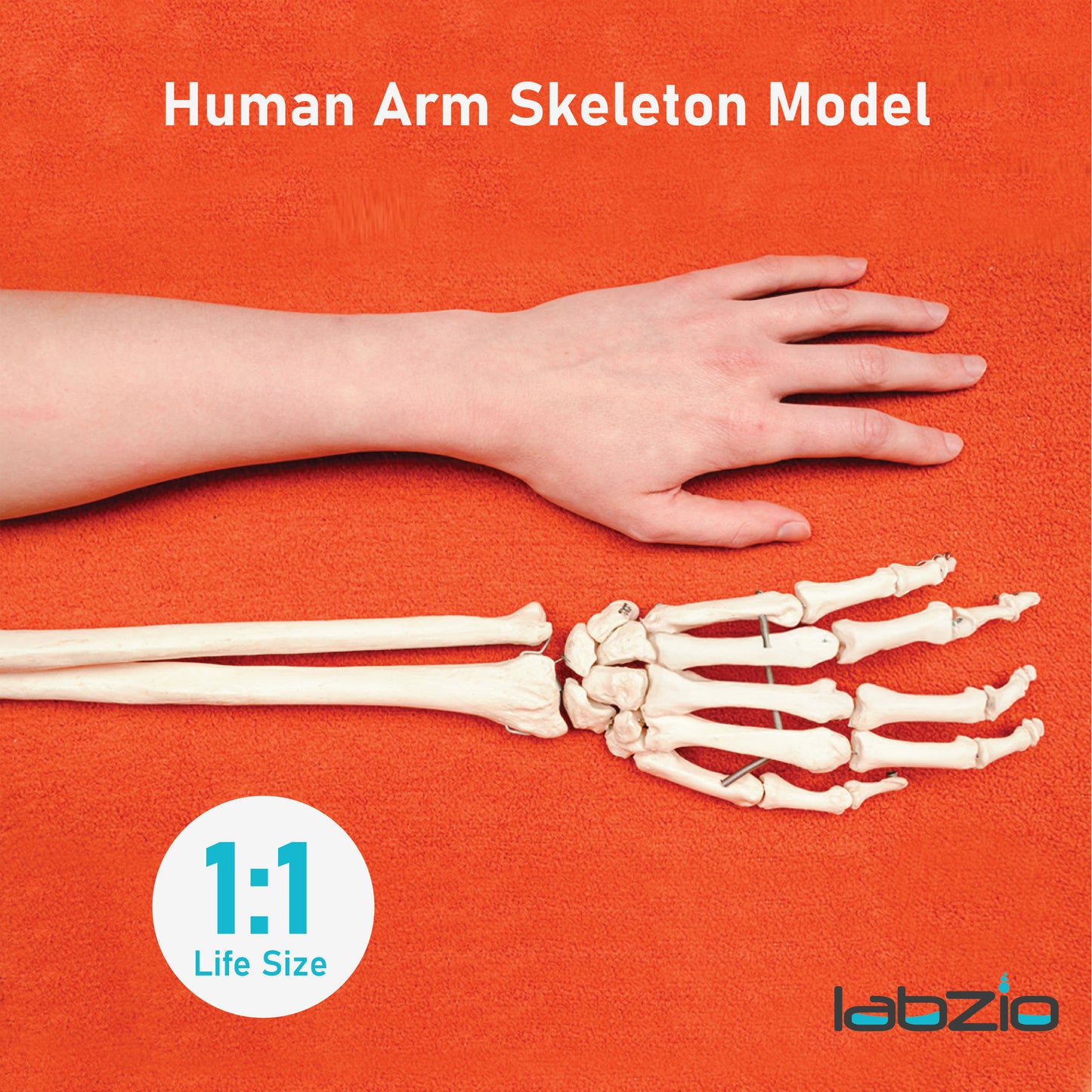 Labzio Forearm Skeleton Model | Premium Anatomical Model with Hand & Articulating Wrist Joint | Realistic Human Arm Bones for Medical Students, Physiotherapy & Educational Use