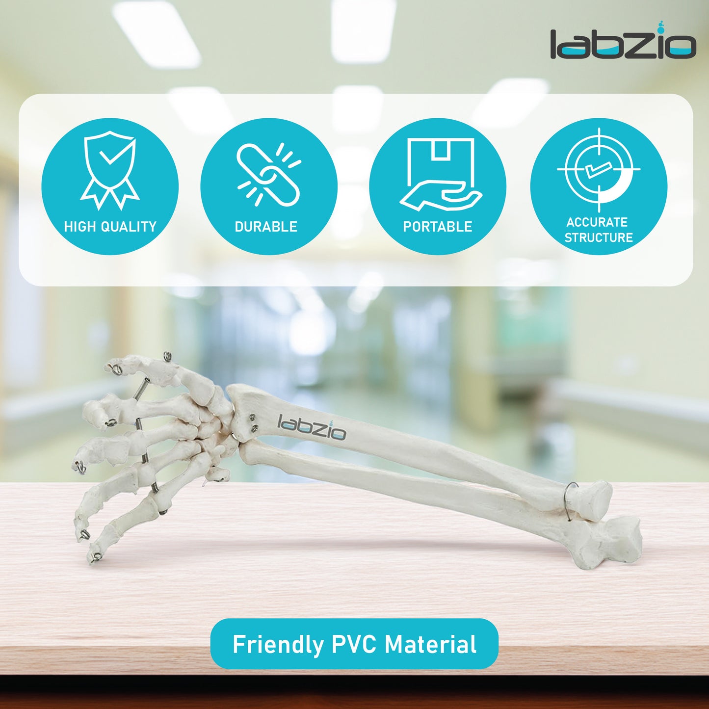 Labzio Forearm Skeleton Model | Premium Anatomical Model with Hand & Articulating Wrist Joint | Realistic Human Arm Bones for Medical Students, Physiotherapy & Educational Use