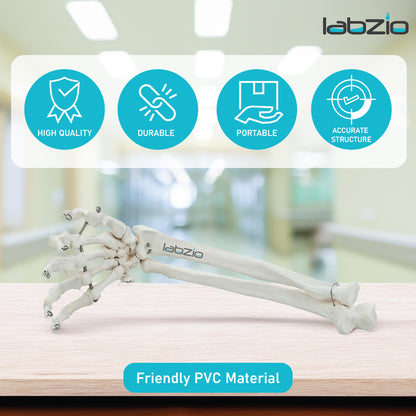 Labzio Forearm Skeleton Model | Premium Anatomical Model with Hand & Articulating Wrist Joint | Realistic Human Arm Bones for Medical Students, Physiotherapy & Educational Use