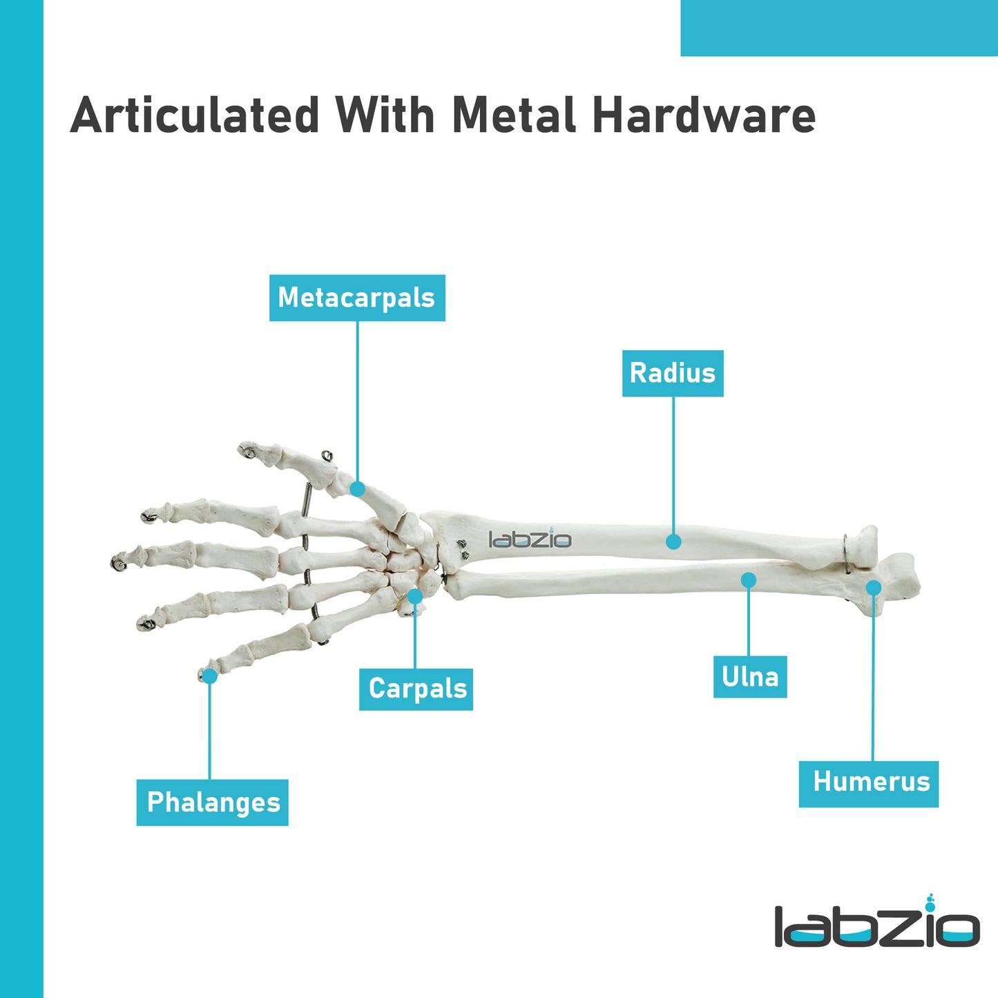Labzio Forearm Skeleton Model | Premium Anatomical Model with Hand & Articulating Wrist Joint | Realistic Human Arm Bones for Medical Students, Physiotherapy & Educational Use