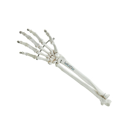 Labzio Forearm Skeleton Model | Premium Anatomical Model with Hand & Articulating Wrist Joint | Realistic Human Arm Bones for Medical Students, Physiotherapy & Educational Use