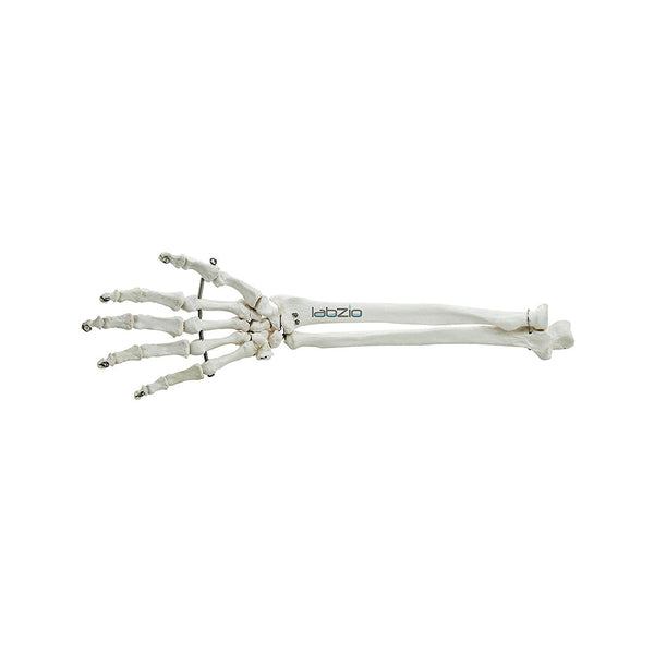 Premium Forearm Skeleton Model Showing Wrist and Hand With Articulating Wrist Joint