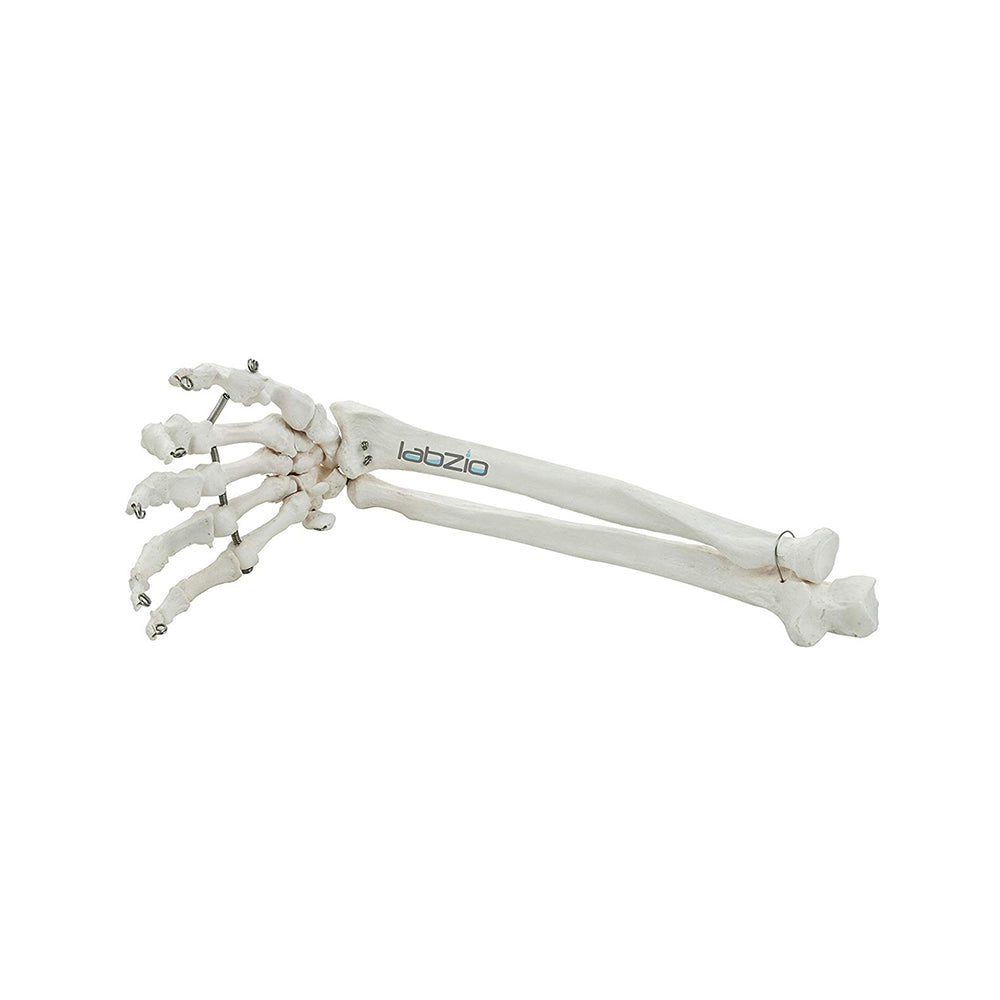 Premium Forearm Skeleton Model Showing Wrist and Hand With Articulating Wrist Joint