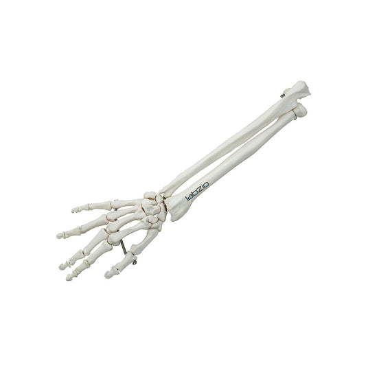 Premium Forearm Skeleton Model Showing Wrist and Hand With Articulating Wrist Joint