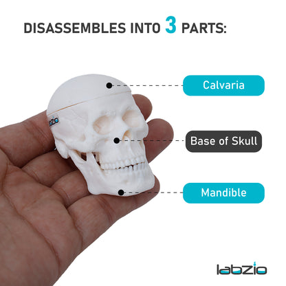 Micro skull model , 1/4 th natural size, 3 part anatomical learning skeleton head for students- easy to carry, pack of 1