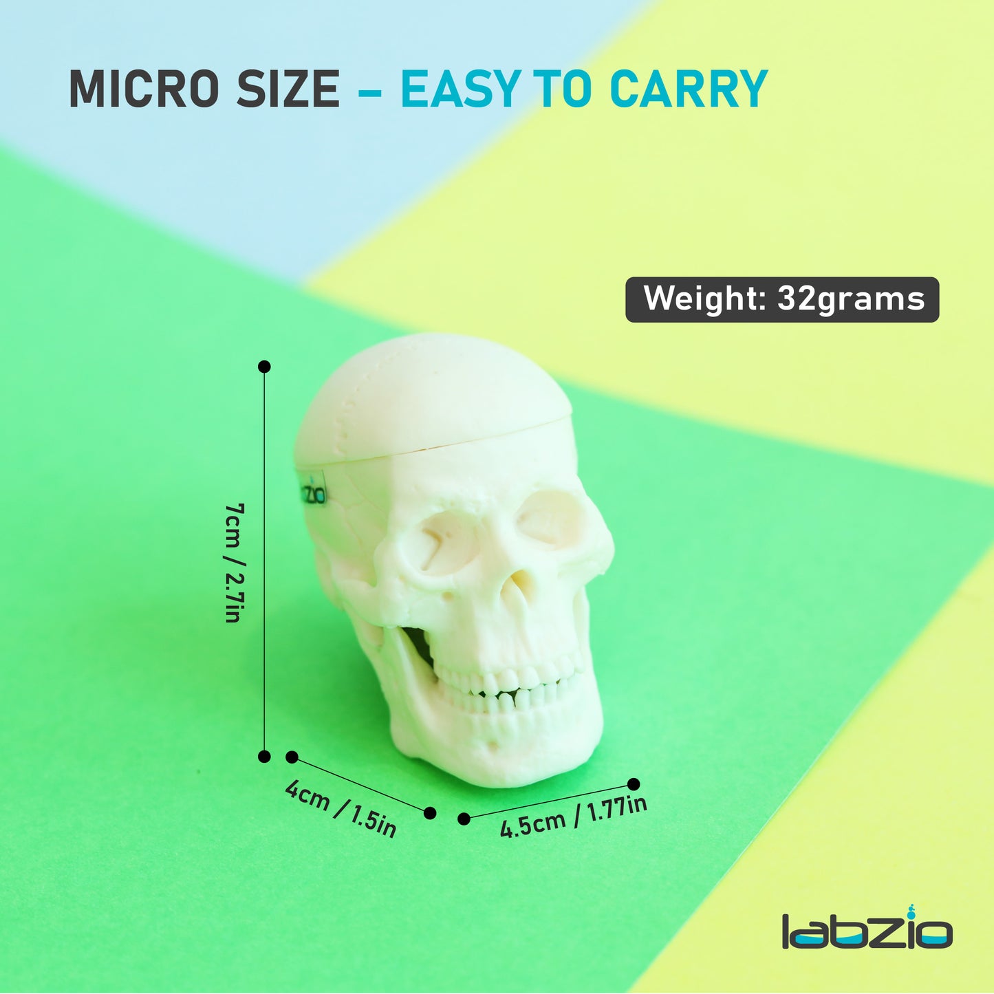 Micro skull model , 1/4 th natural size, 3 part anatomical learning skeleton head for students- easy to carry, pack of 1